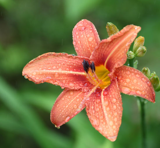 Close-up of wet orange day lily blooming outdoors