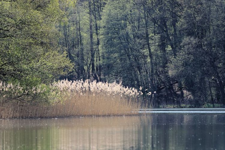 Scenic view of lake in forest