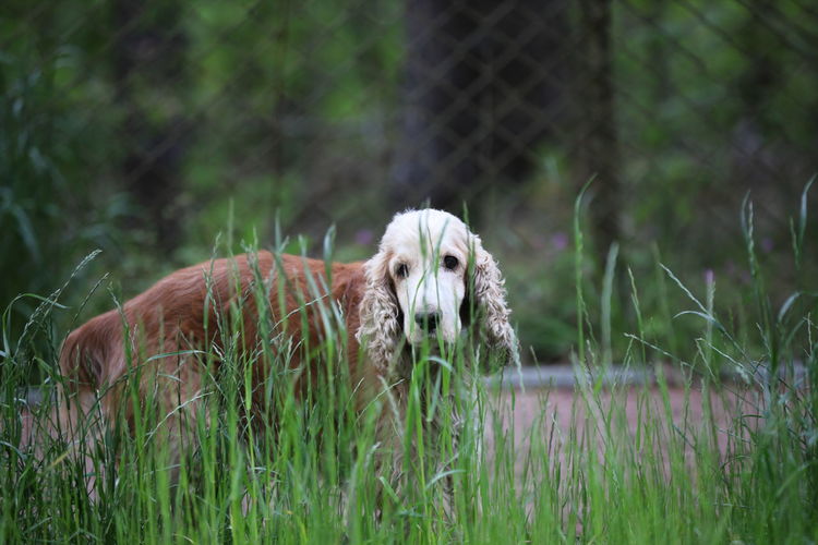 View of a dog on field