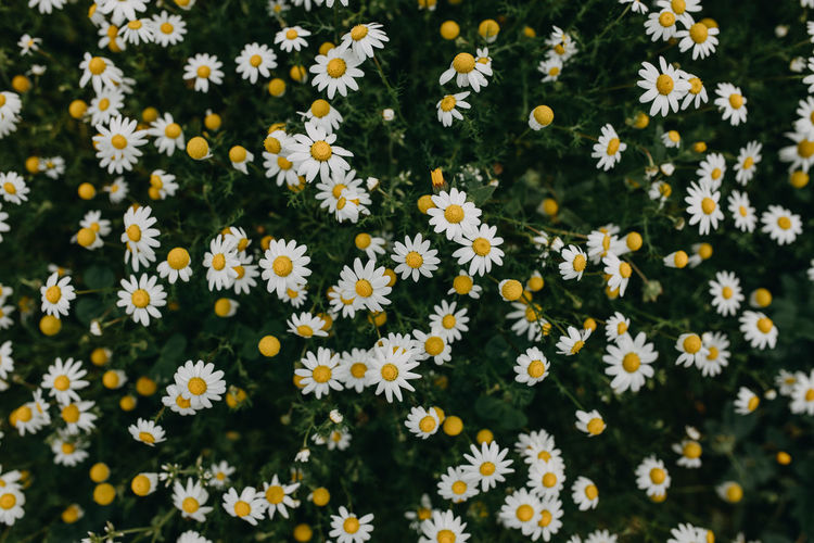 High angle view of flowering plants on field