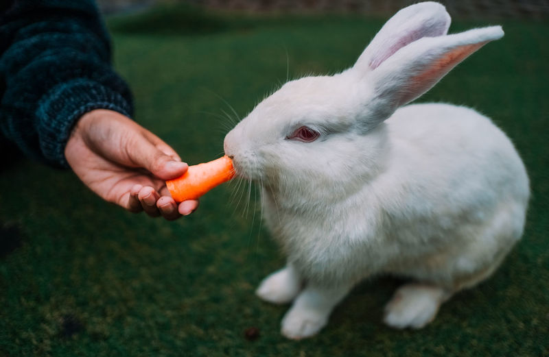 Making a rabbit eat a carrot
