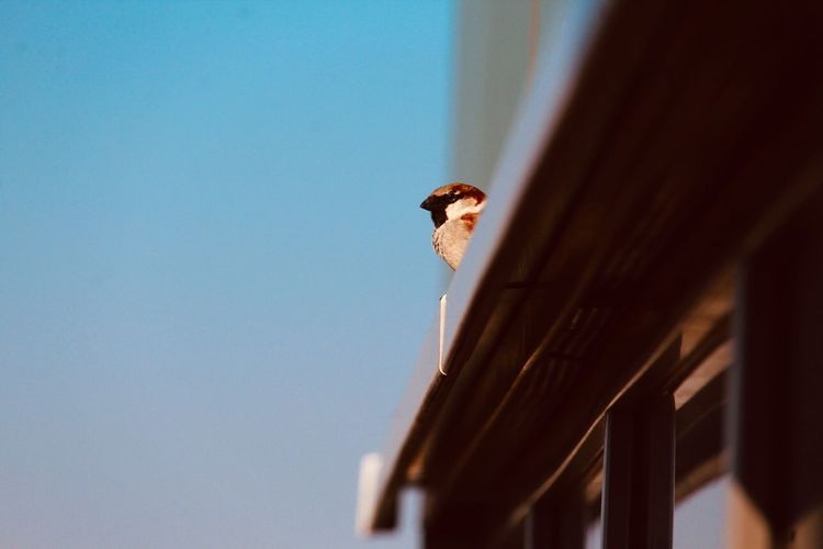 Low angle view of sparrow against clear blue sky