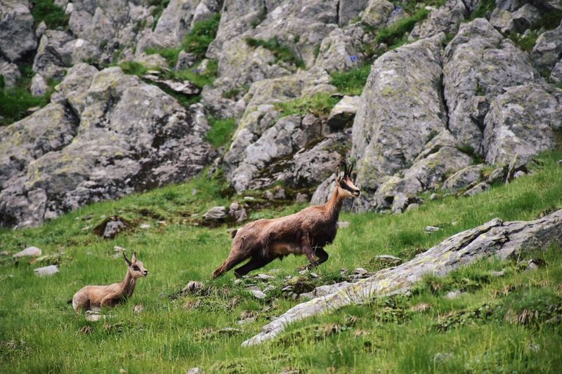Low angle view of chamois on mountain