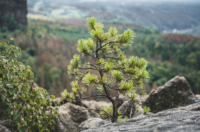 Close-up of moss growing on rock