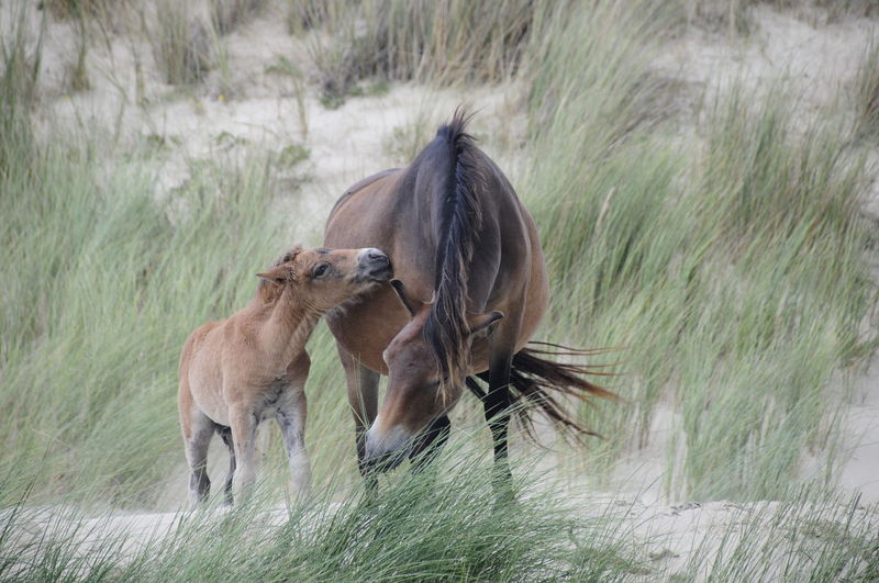 Horses with foals