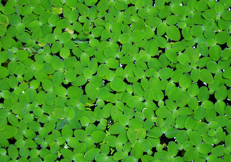 Full frame shot of leaves floating on water