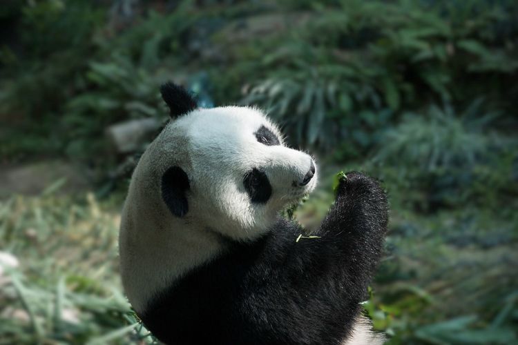 Close-up of a panda looking forward