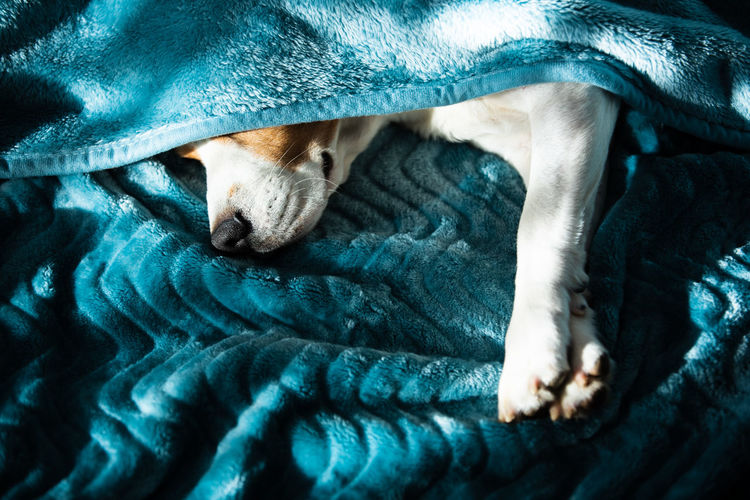 Close-up of beagle dog sleeping on bed