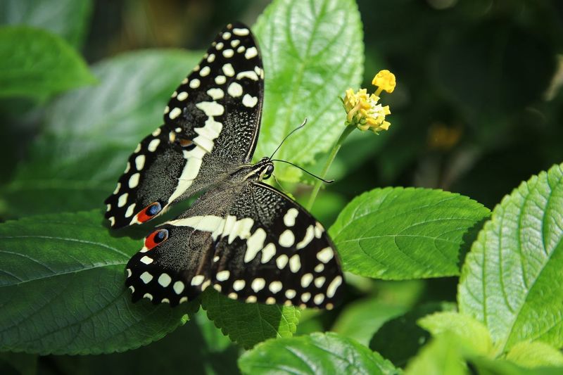 Close-up of black butterfly on plant