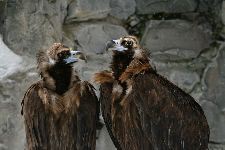 Close-up of two vultures