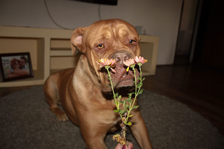 Dogue de bordeaux with flowers resting on carpet at home