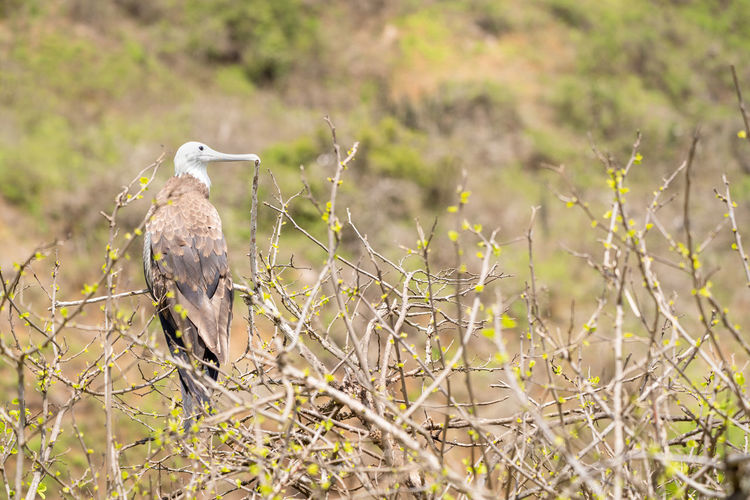Bird perching on a field