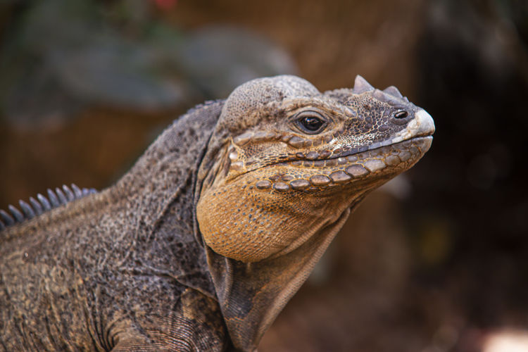 Close-up of iguana