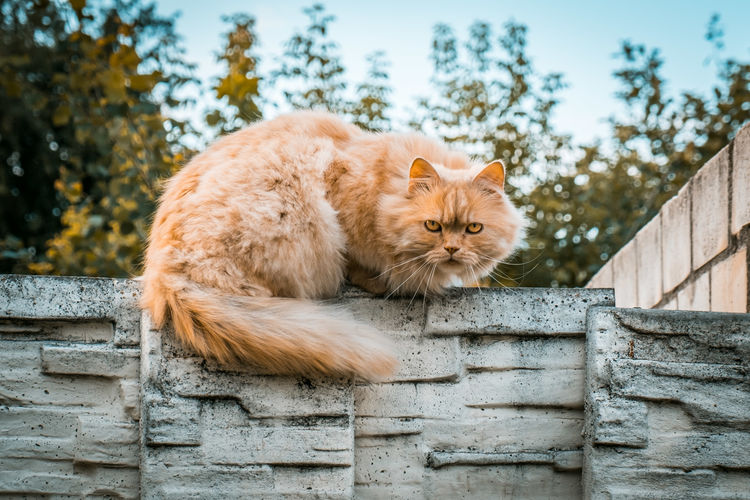Portrait of cat sitting on wall outdoors