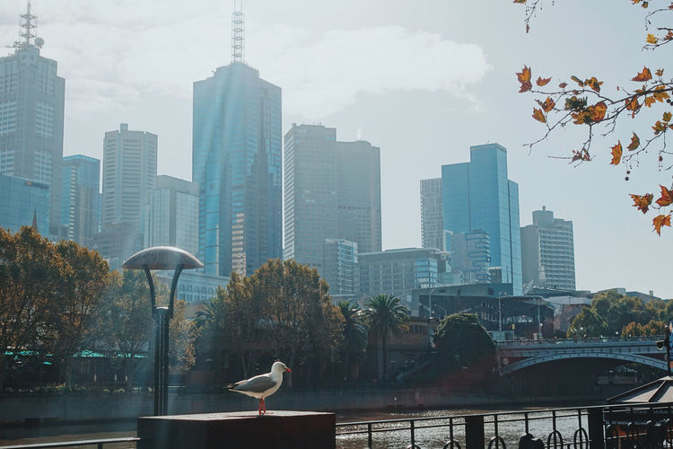 Birds in city against sky