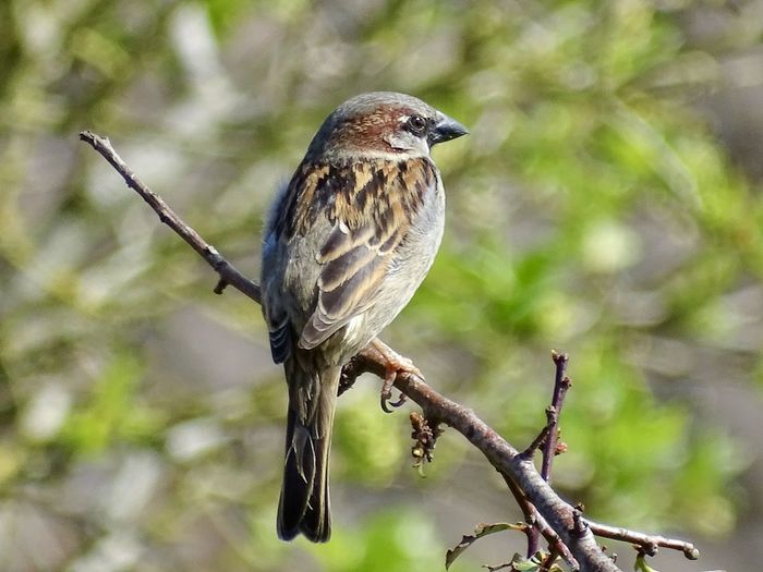 Hedge sparrow perched on a branch in the spring sunshine