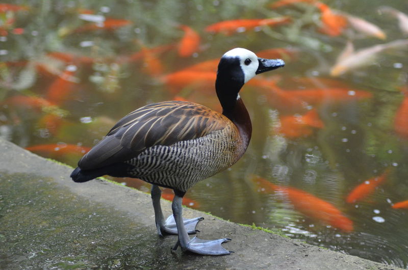 Side view of white-faced duck by pond with fishes