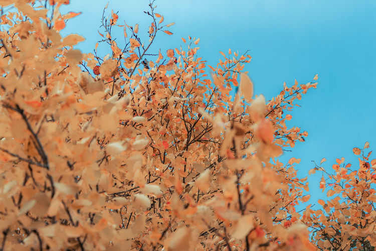 Low angle view of flowering tree against sky