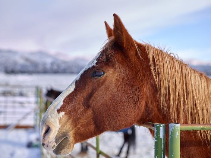 Close-up of horse in ranch against sky snow