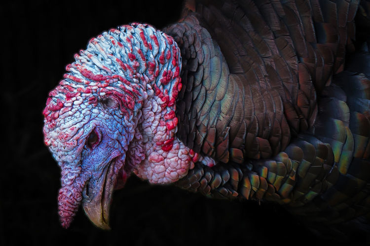 Close-up of wild turkey