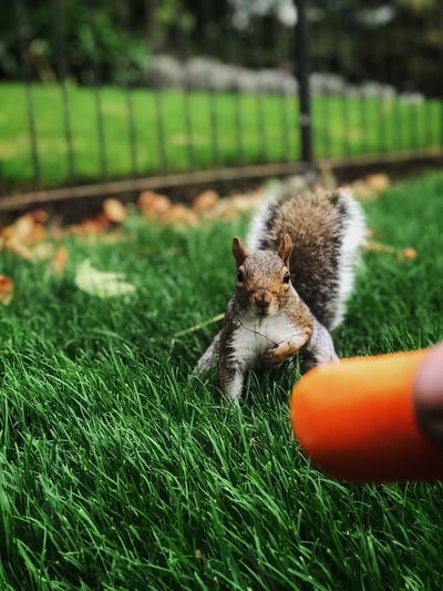 Portrait of squirrel on grassy field