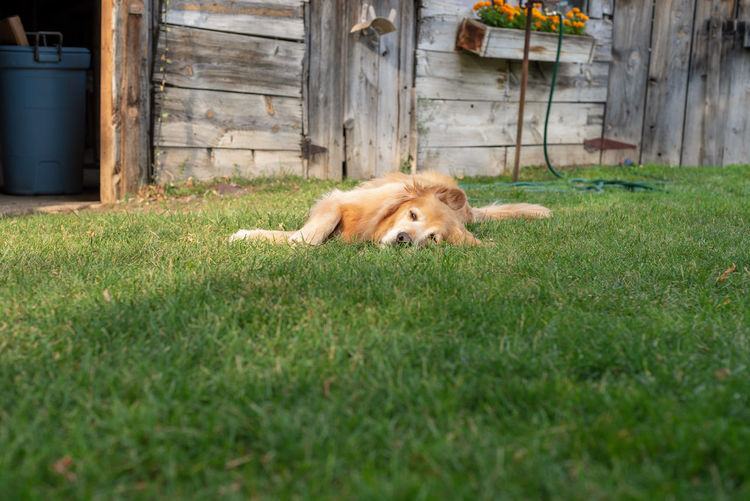 View of a happy dog relaxing in grass in summer