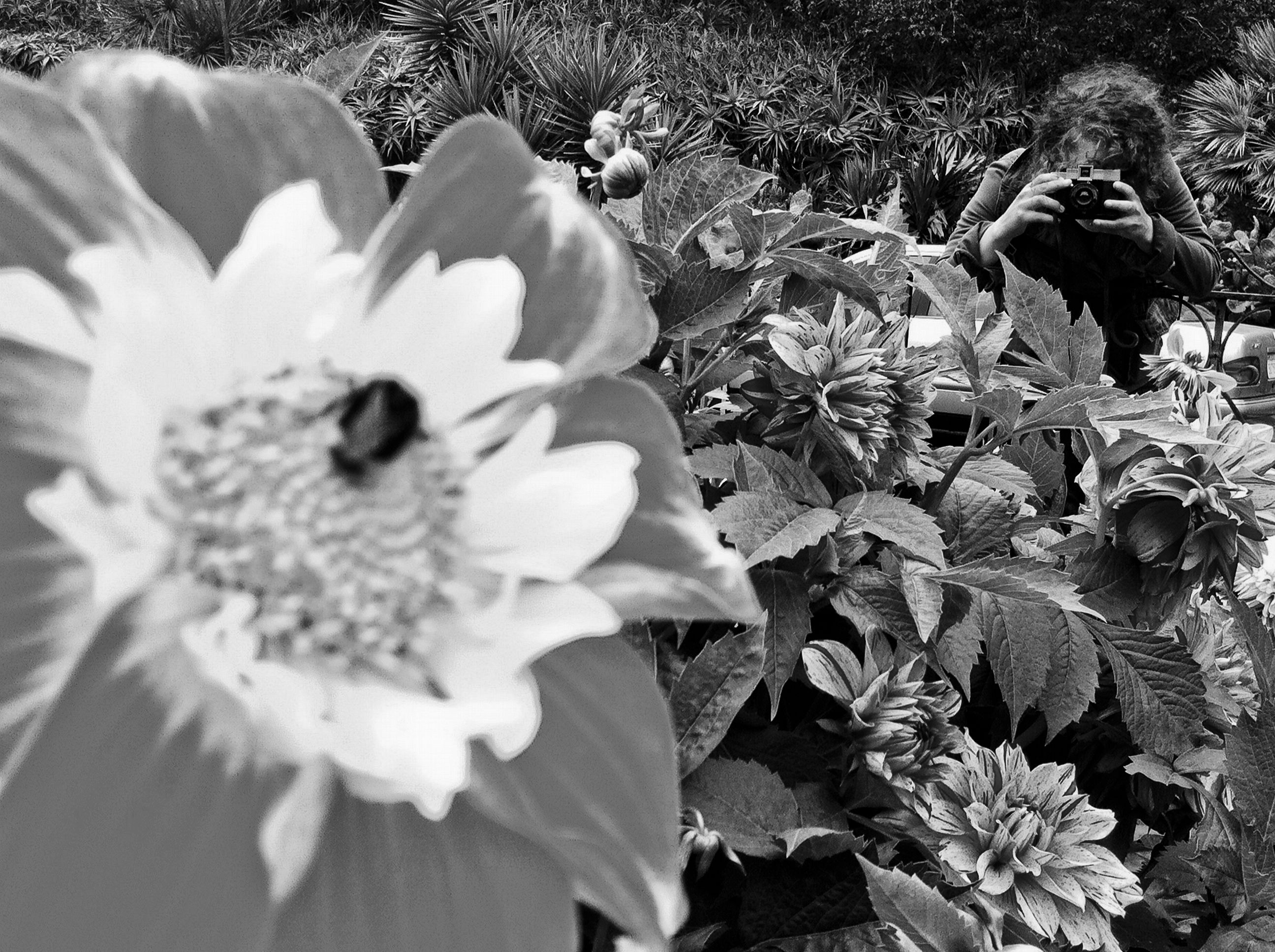 flower, petal, flower head, freshness, fragility, growth, blooming, beauty in nature, plant, close-up, nature, pollen, leaf, park - man made space, focus on foreground, high angle view, in bloom, single flower, outdoors, day