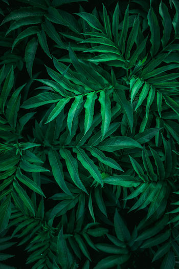 Green plant leaves in the nature, green background