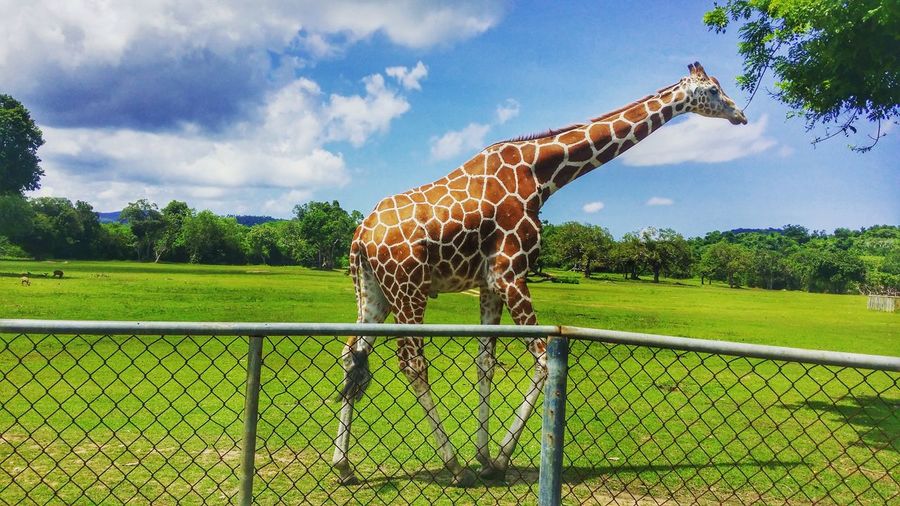 Giraffe standing on field against sky