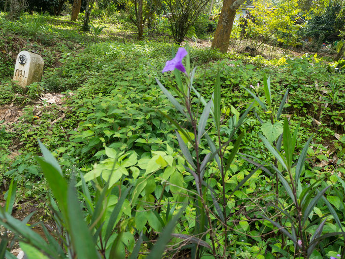 Purple flowering plants on field in forest