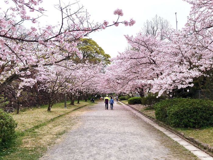 Cherry trees amidst road at park