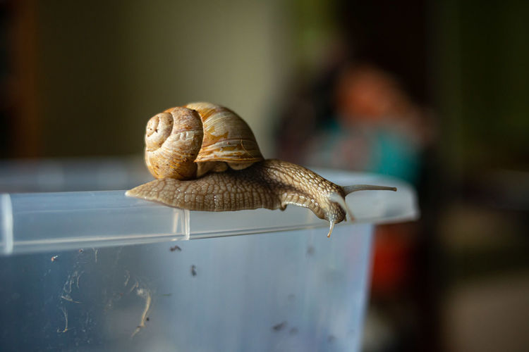 A snail crawls on the edge of a plastic container and looks down