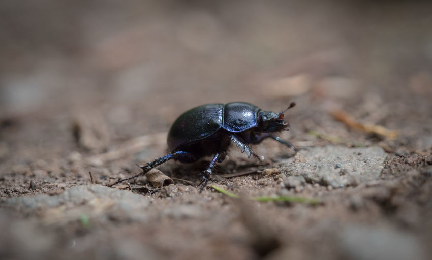 Close-up of insect on ground