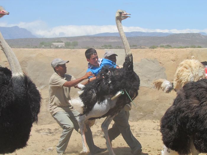 Men holding boy sitting on ostrich at oudtshoorn
