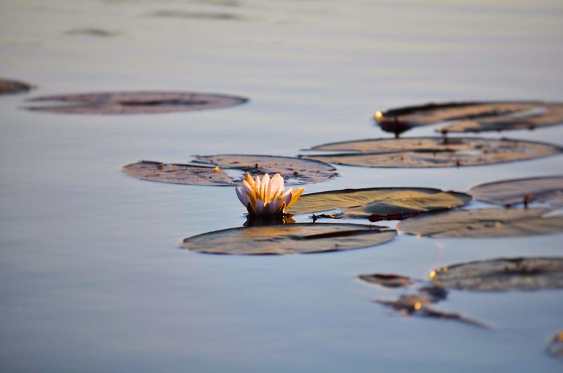 High angle view of water lily with lily pads growing in lake