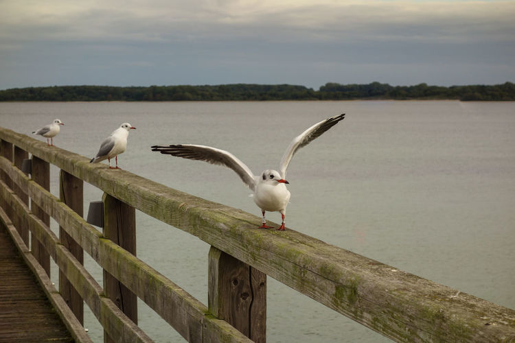 Seagulls perching on railing against sky