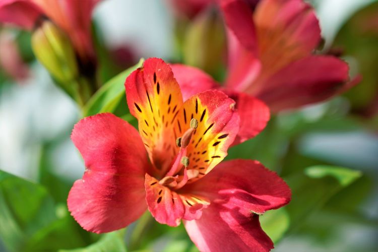 Close up view on bright red lilium flower