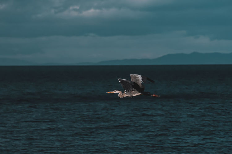 Seagull flying over sea