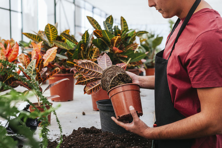Thoughtful responsible male in t shirt and apron taking care of potted flowers in spacious greenhouse