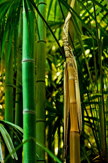 Close-up of bamboo plant