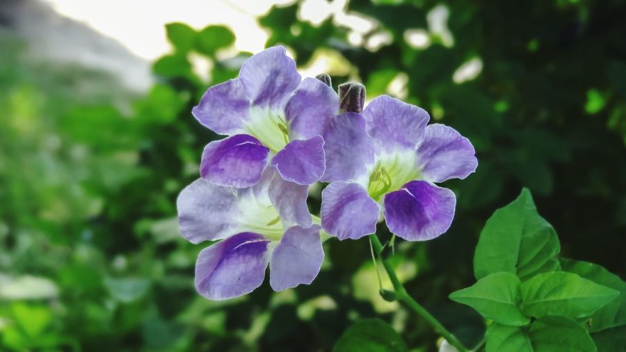 Close-up of flowers blooming outdoors