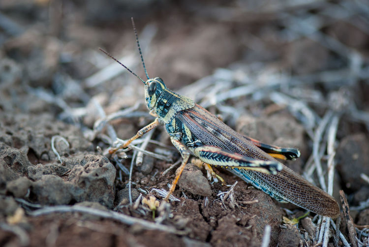 Close-up of grasshopper on field