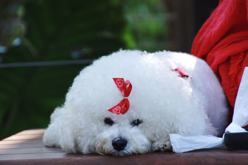 Close-up of bichon frise relaxing on table