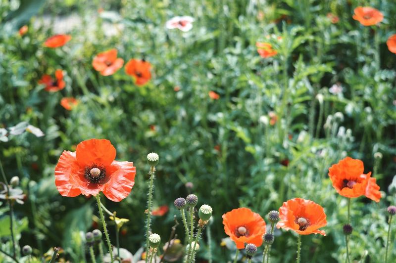 Close-up of red poppy flowers in field