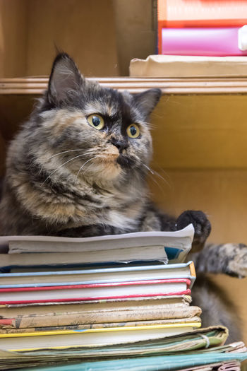 Cat sitting on shelf