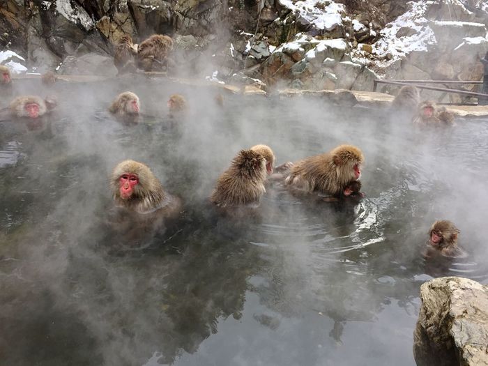 High angle view of japanese macaques in hot spring