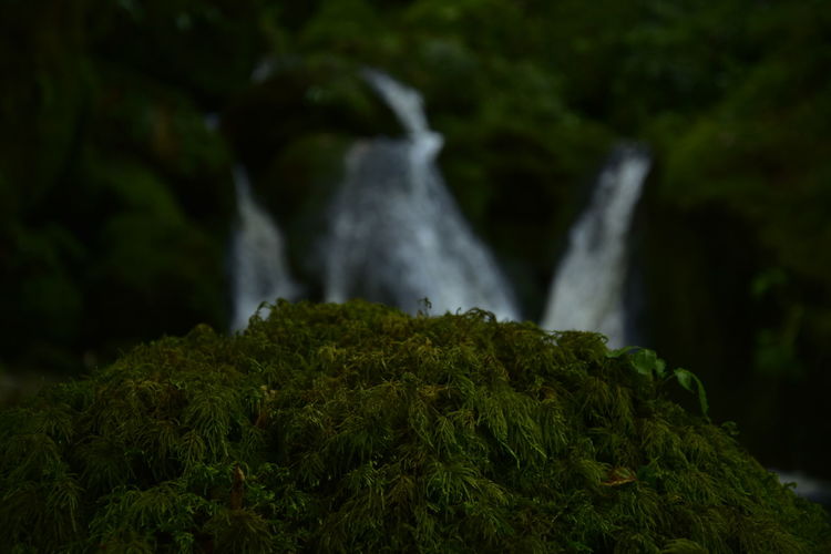 Close-up of waterfall in forest