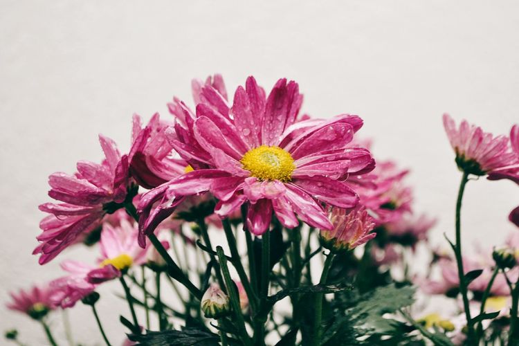 Close-up of pink flowering plants