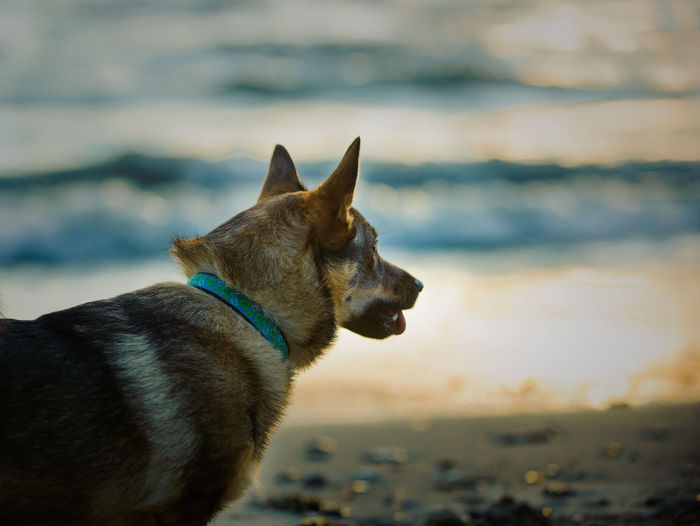 Close-up of swedish vallhund standing at beach during sunset