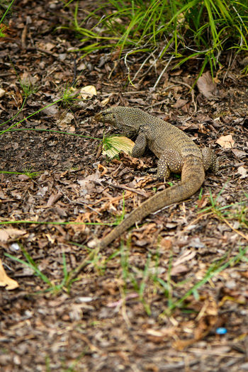 View of lizard on ground